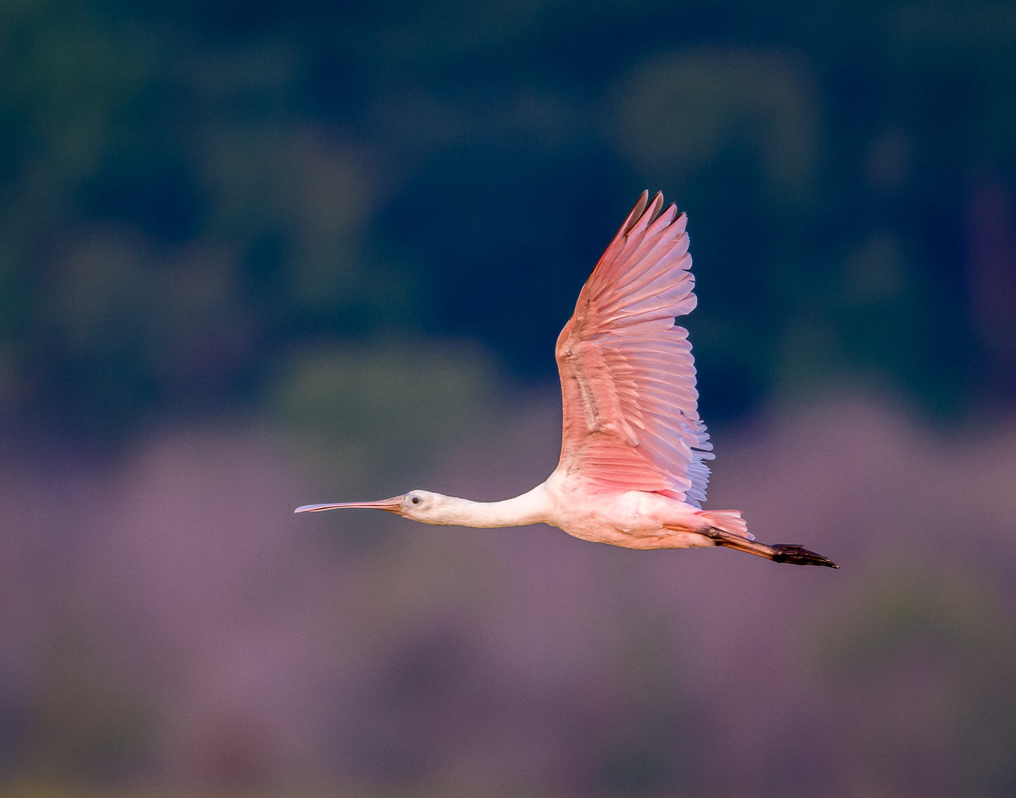 1st PrizeNature In Class 3 By John Hoyt For Delaware Spoonbill OCT-2021.jpg